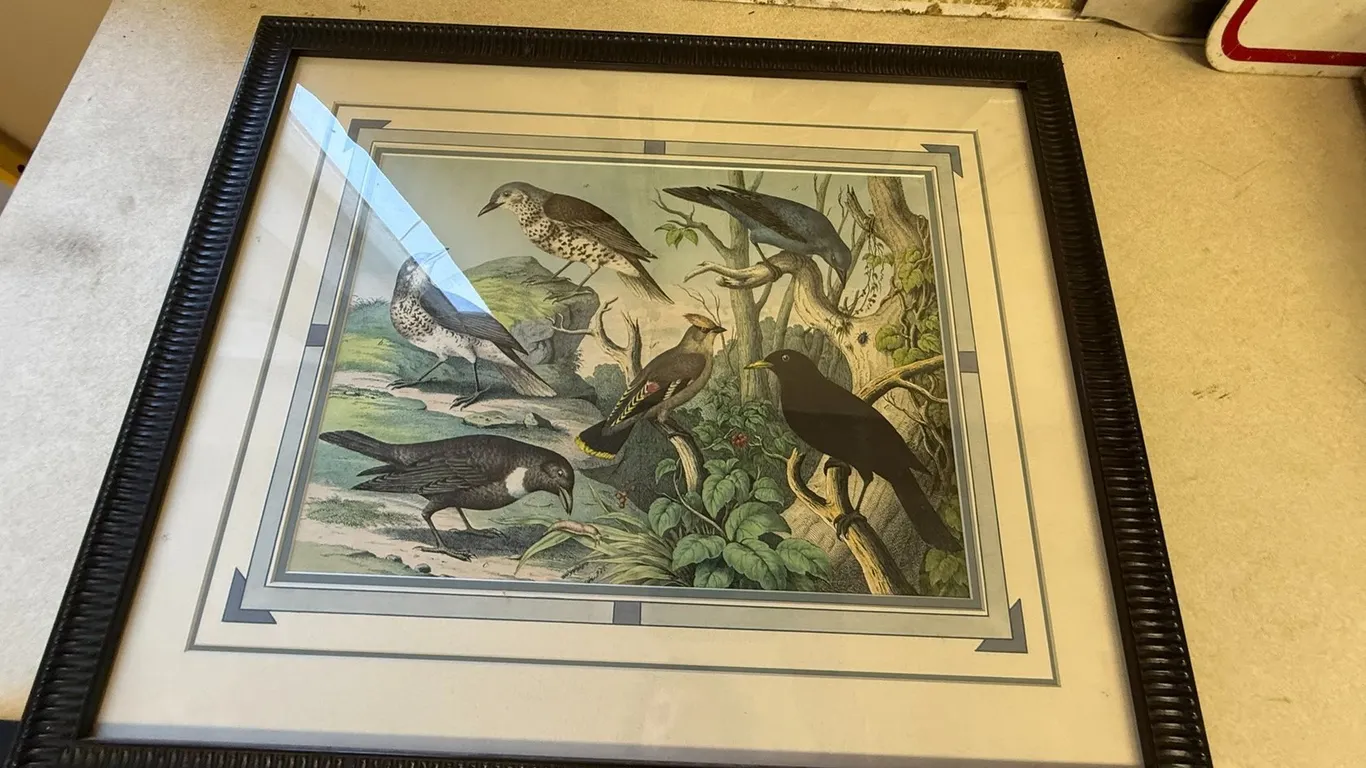 1870 "Birds" Art in Frame