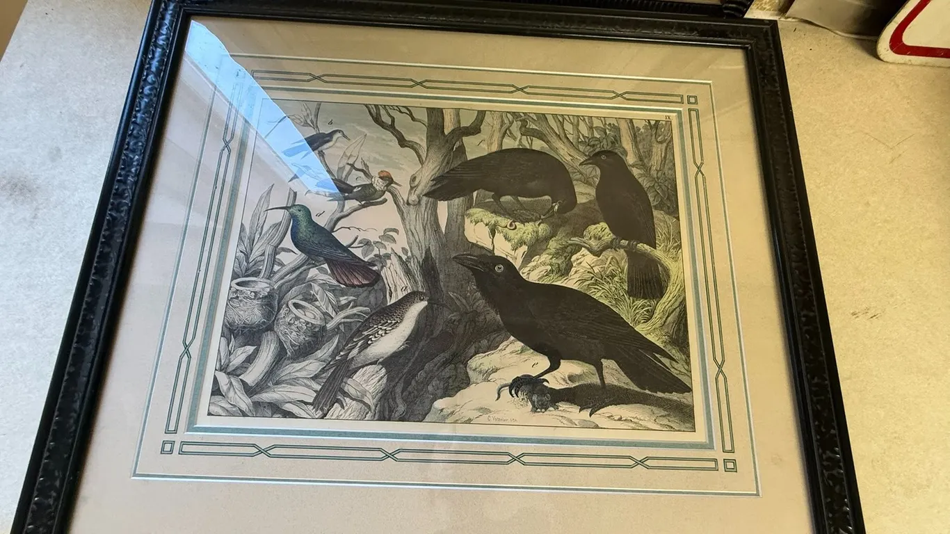 1850's " Bird" Art in Frame