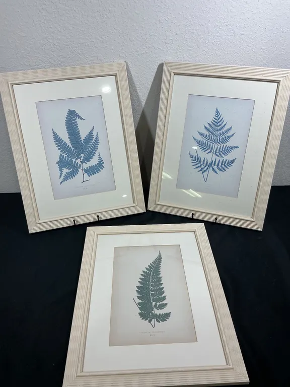 Set of 3 Vintage Framed Botanical Fern Prints