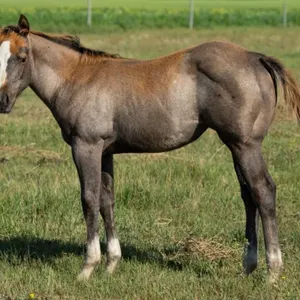 DQH GALOS BUSY CASH 2026 AQHA GRAY FILLY
