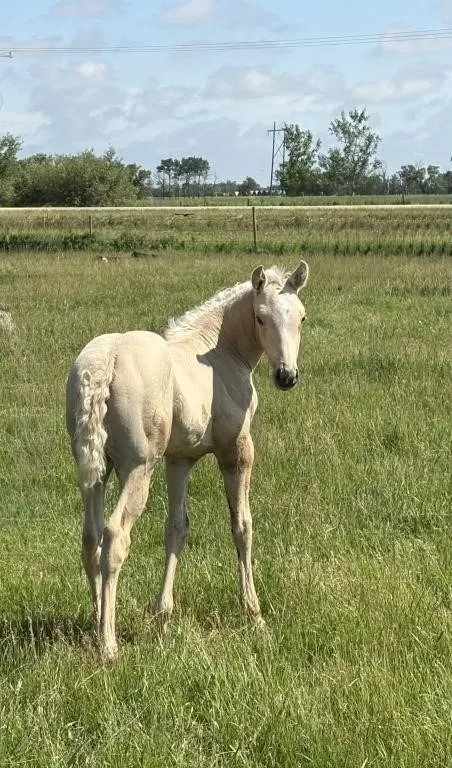 FAL REDS FIRE N LIVE 2026 AQHA PALOMINO STALLION
