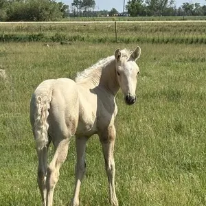 FAL REDS FIRE N LIVE 2026 AQHA PALOMINO STALLION