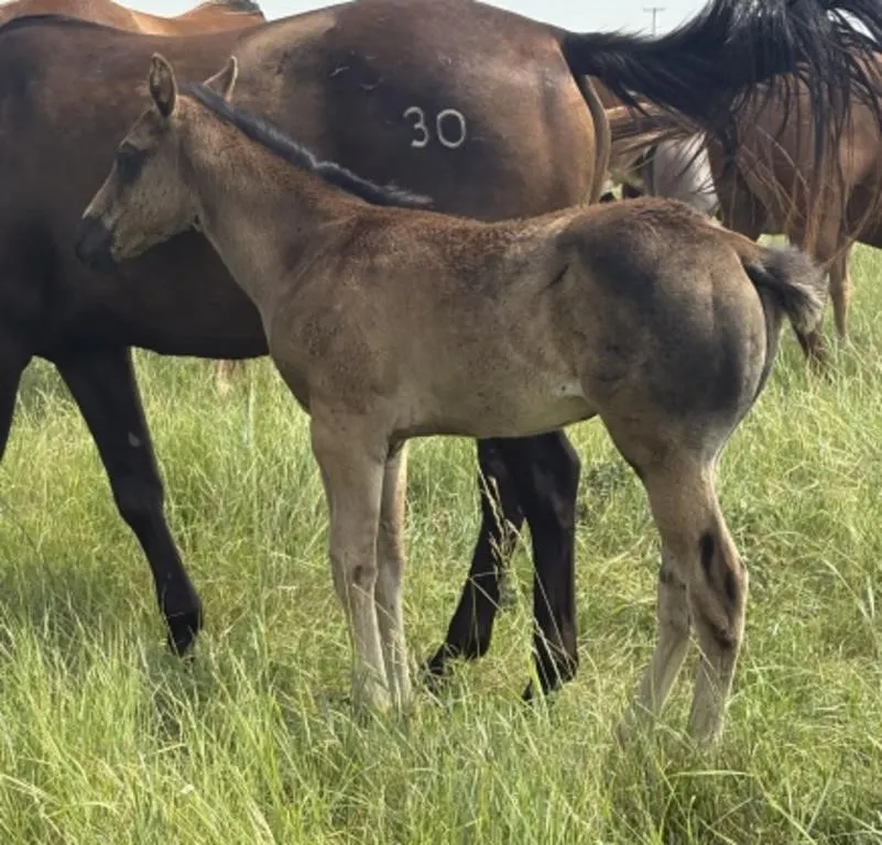 FAL REDS SHOT OF 99 2026 AQHA BLACK STALLION