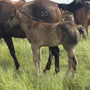 FAL REDS SHOT OF 99 2026 AQHA BLACK STALLION