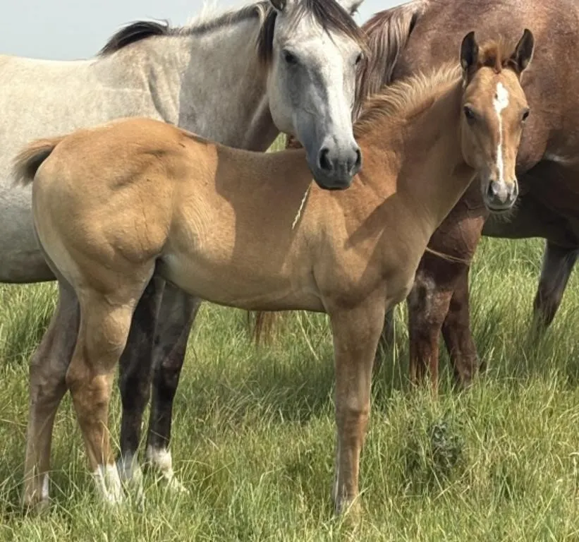 FAL FAMOUS RED AFFAIR 2026 AQHA RED DUN STALLION