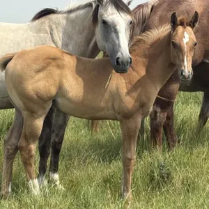 FAL FAMOUS RED AFFAIR 2026 AQHA RED DUN STALLION