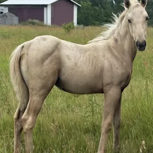 JR FAITH N FAME 2026 PALOMINO FILLY