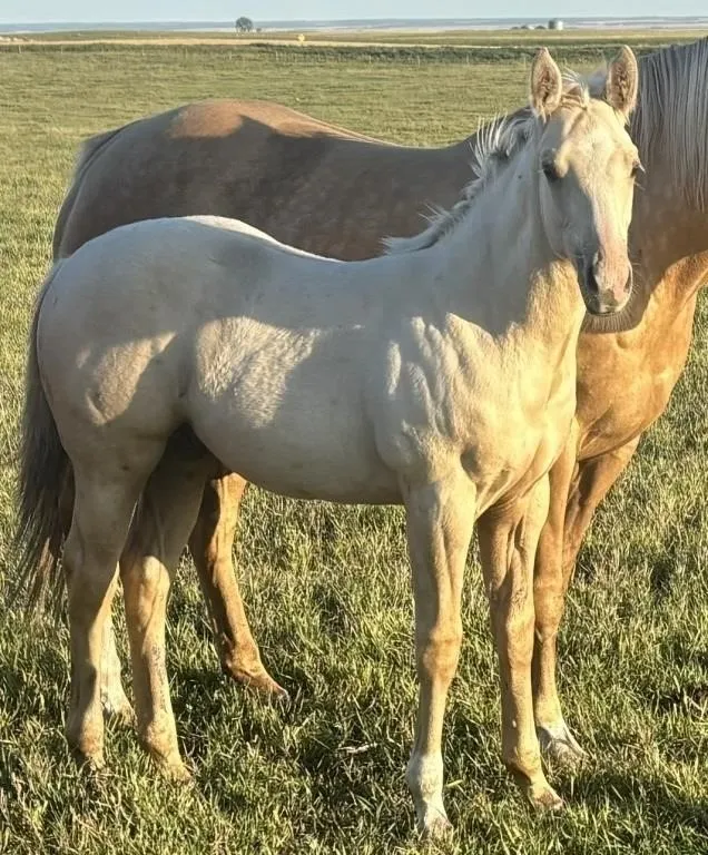 ML LEGIT GUY 2026 AQHA PALOMINO STALLION