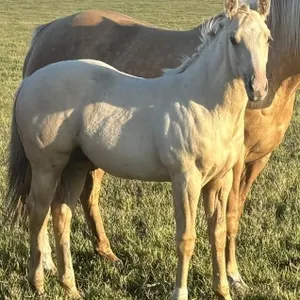 ML LEGIT GUY 2026 AQHA PALOMINO STALLION