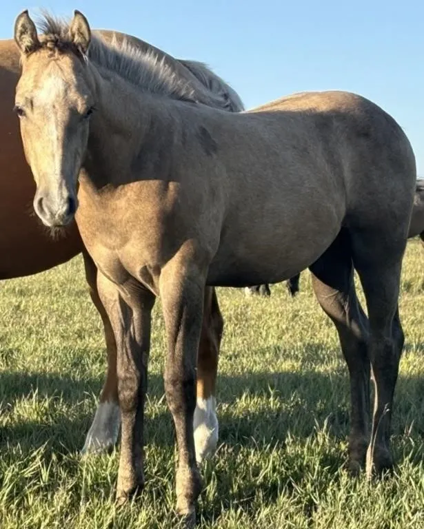 ML DEL REY 2026 AQHA GRAY STALLION
