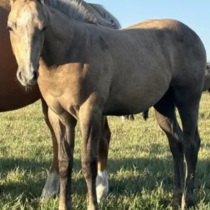 ML DEL REY 2026 AQHA GRAY STALLION