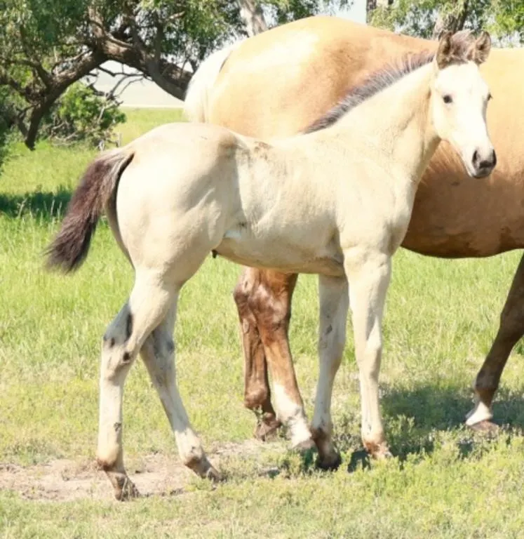 JXL MAJOR DASHIN KAY 2026 AQHA BUCKSKIN FILLY