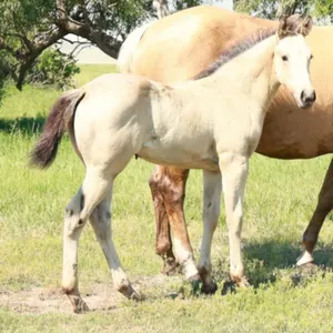 JXL MAJOR DASHIN KAY 2026 AQHA BUCKSKIN FILLY