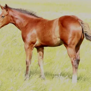 JXL GENUINE DASHER 2026 AQHA BAY FILLY