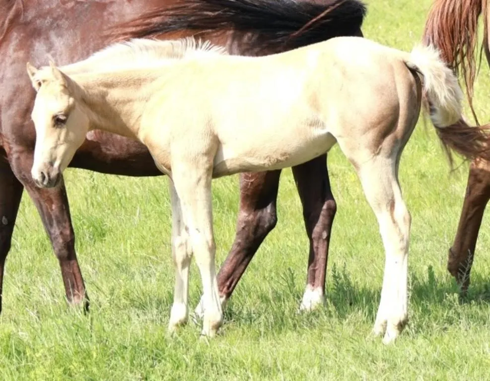 JXL SMART CHEX PEP 2026 AQHA PALOMINO FILLY