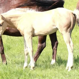 JXL SMART CHEX PEP 2026 AQHA PALOMINO FILLY