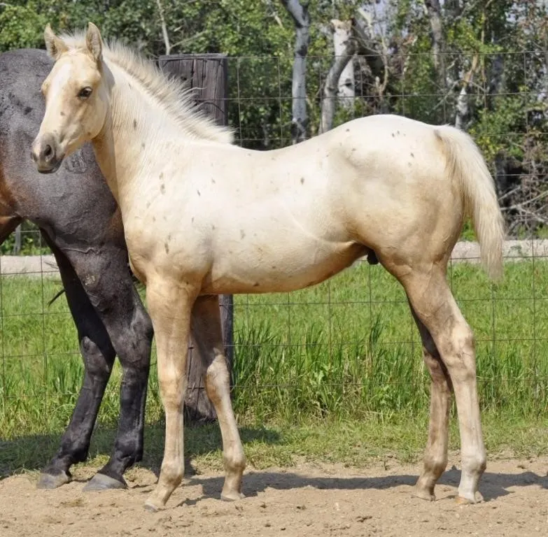 HAGANS SMOOTH TOUCH 2026 AQHA PALOMINO STALLION