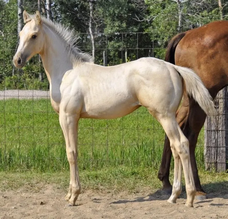 HAGANS TA BE SMOOTH 2026 AQHA PALOMINO STALLION