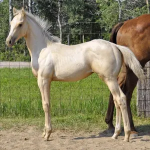 HAGANS TA BE SMOOTH 2026 AQHA PALOMINO STALLION