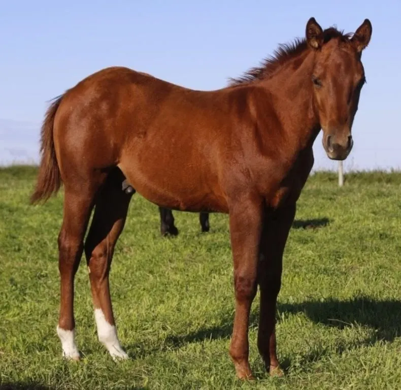 PLAYING WITH COPPER 2026 AQHA SORREL STALLION