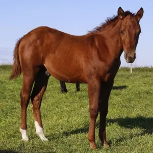 PLAYING WITH COPPER 2026 AQHA SORREL STALLION