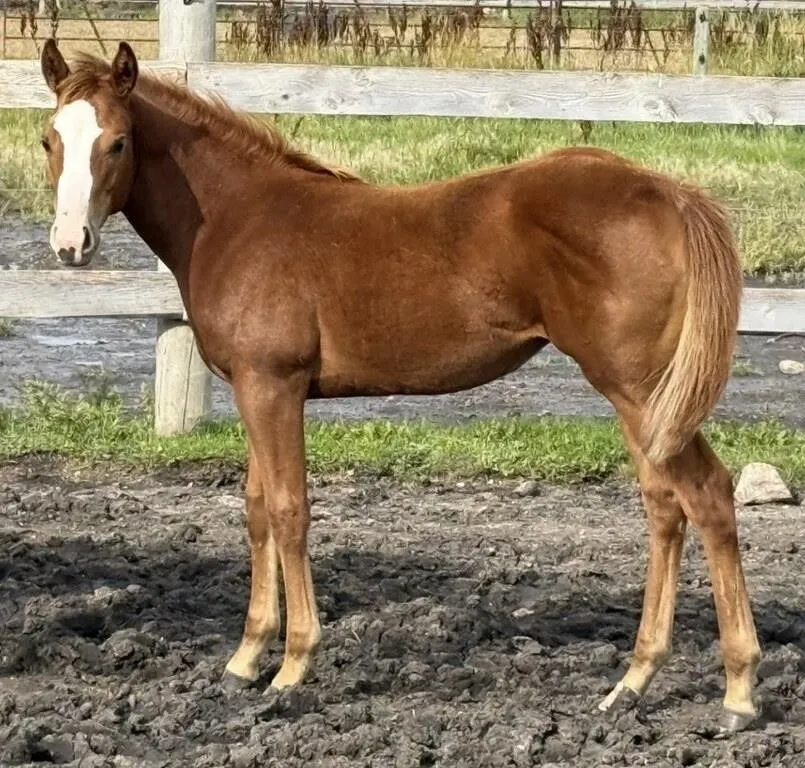 LEFTMYNICKERSINABAR 2026 AQHA SORREL FILLY