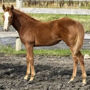 LEFTMYNICKERSINABAR 2026 AQHA SORREL FILLY