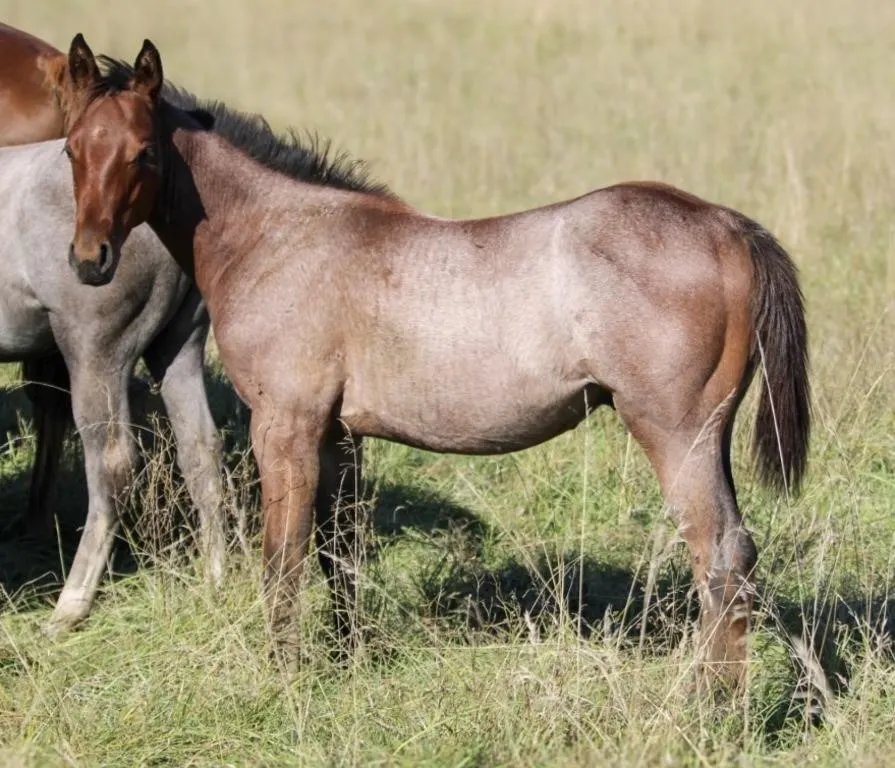 NICKID IN PARADISE 2026 AQHA BAY ROAN STALLION