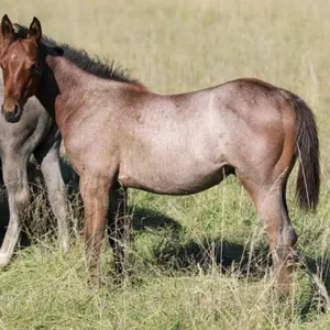 NICKID IN PARADISE 2026 AQHA BAY ROAN STALLION