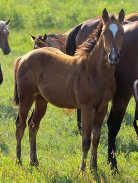 FIREN MY SECRET 2026 AQHA BAY FILLY