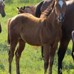 FIREN MY SECRET 2026 AQHA BAY FILLY