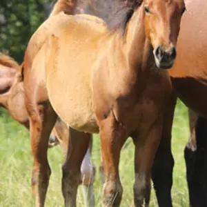 FUEL MY SECRET 2026 AQHA BAY FILLY