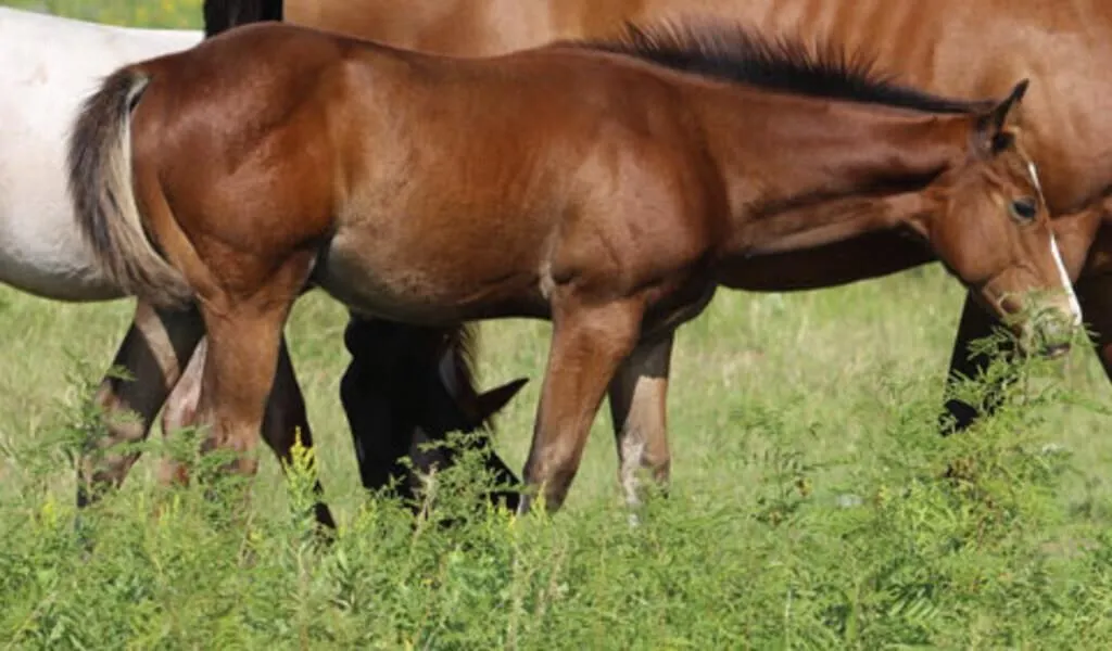 FRENCHMANS ZOOM 2026 AQHA BAY STALLION
