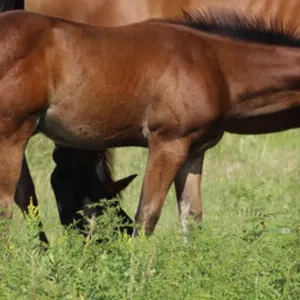 FRENCHMANS ZOOM 2026 AQHA BAY STALLION