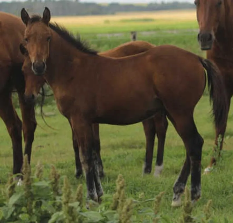 BADBOBBOON 2026 AQHA BAY STALLION