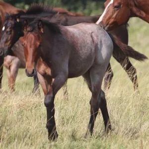 BADBOBBOON 2026 AQHA BAY STALLION