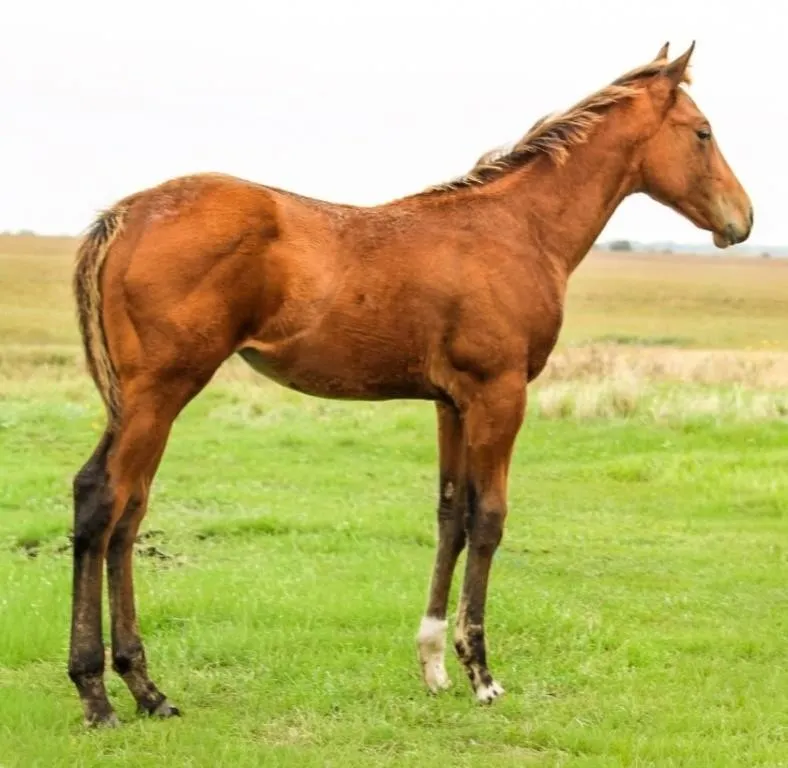 CASHIN ROYAL CHIPS 2026 AQHA BAY FILLY