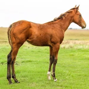 CASHIN ROYAL CHIPS 2026 AQHA BAY FILLY
