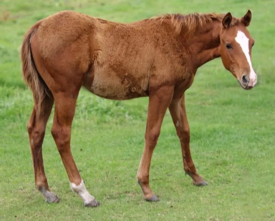 STRAW PERRY NICKERS 2026 AQHA SORREL STALLION