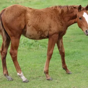 STRAW PERRY NICKERS 2026 AQHA SORREL STALLION