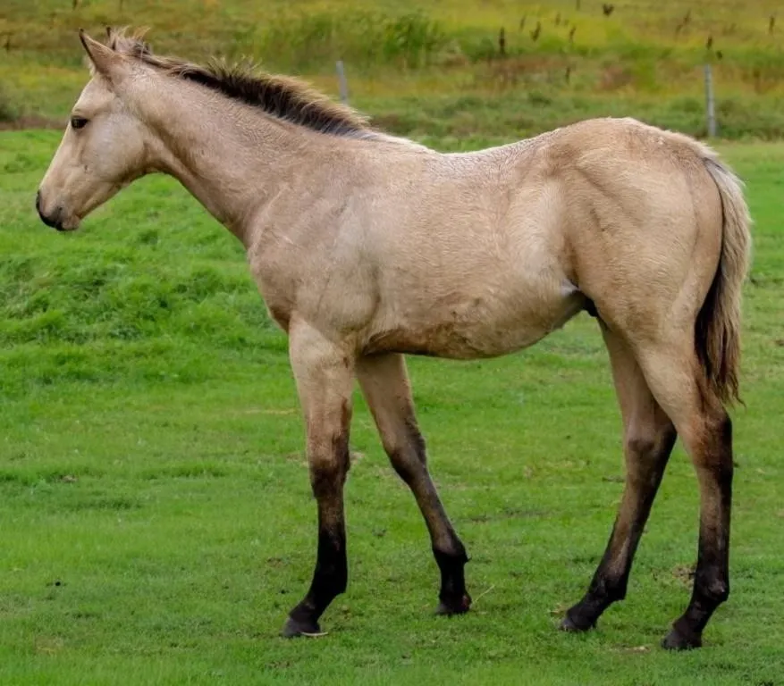I LIKEM ROYAL 2026 AQHA BUCKSKIN STALLION