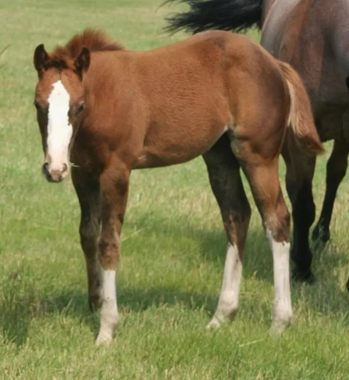 SILKY BLAZE OF FAME 2026 AQHA SORREL FILLY