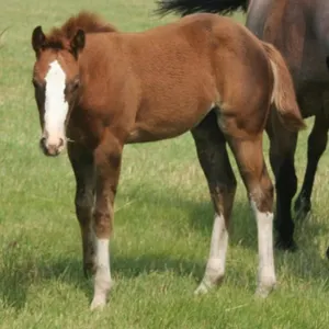 SILKY BLAZE OF FAME 2026 AQHA SORREL FILLY
