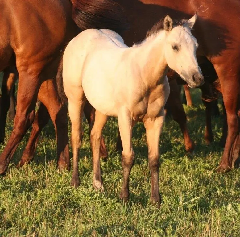 HOLLY REY STAR 2026 AQHA BUCKSKIN FILLY