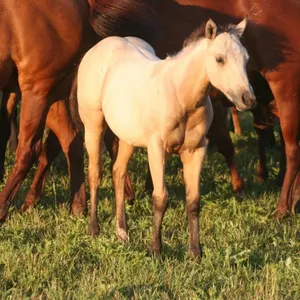 HOLLY REY STAR 2026 AQHA BUCKSKIN FILLY