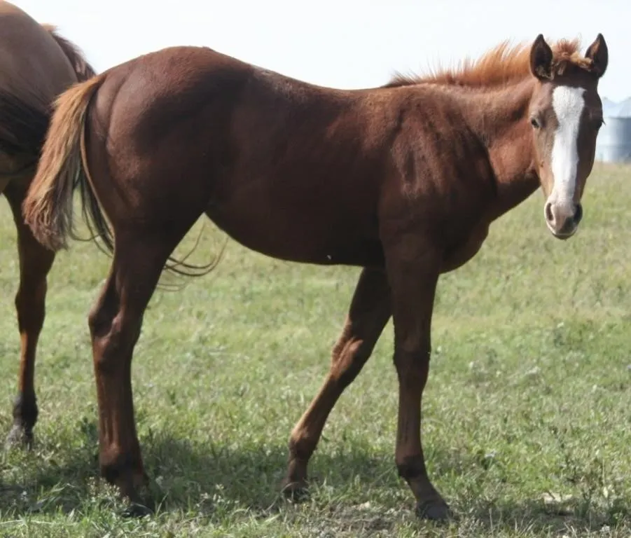 SILKY SMOOTH REY 2026 AQHA SORREL FILLY