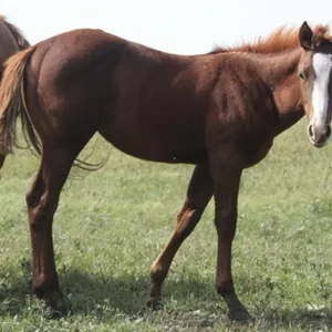 SILKY SMOOTH REY 2026 AQHA SORREL FILLY
