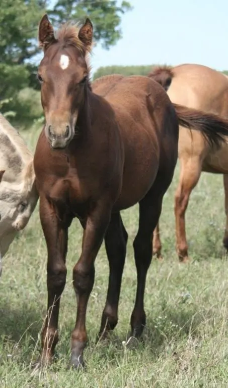 SMART SNOW HIGH BROW 2026 AQHA SORREL STALLION