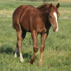 SMART SNOW HIGH BROW 2026 AQHA SORREL STALLION
