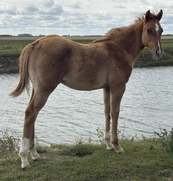 FAL FAMOUS RED AFFAIR 2026 AQHA RED DUN STALLION